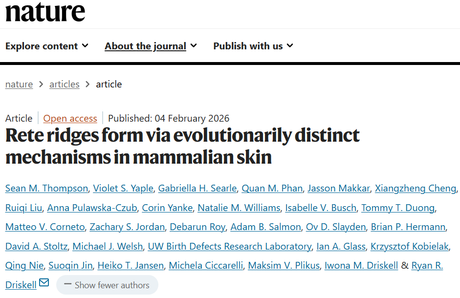 Rete ridges form viaevolutionarily distinct mechanisms in mammalian skin